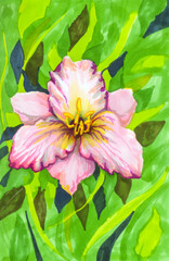 Fototapeta premium pink water lily