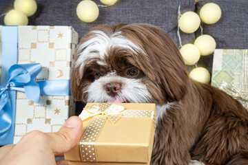 9 month old shih tzu with its tongue out and looking at a man's hand holding a golden gift box.