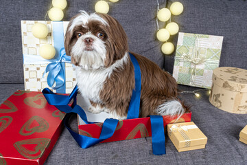 9 month old shih tzu under a blue bow ribbon and sitting inside an open gift box.