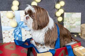 9 month old shih tzu under a blue bow ribbon and sitting inside a gift box abrer_side view.