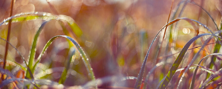 dewy plants with nice soft artistic bokeh