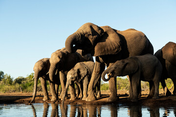 African elephants (Loxodonta africana) at waterhole in Mashatu;  Botswana;  Africa