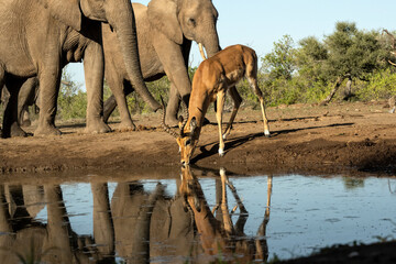 African elephants (Loxodonta africana) & impala (Aepyceros melampus) at waterhole in Mashatu; ...