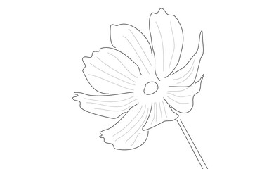 Drawn flower on white background