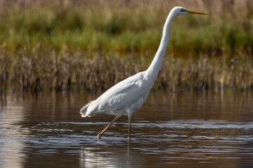 Ardea alba
