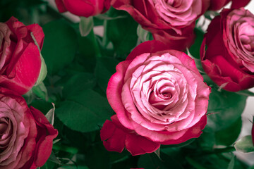 Delicate pink roses with green leaves. Fragrant red roses. Bouquet of graceful roses