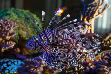 lionfish in aquarium