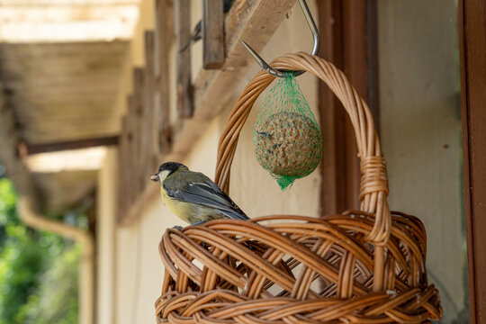 Alencon, France - 07 23 2022: A blue tit bird eating seeds in a wicker basket