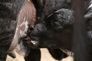 Black calf nursing udder bag of cow mom for animal nutrition concept. - obrazy, fototapety, plakaty