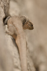 Male Gran Canaria giant lizard Gallotia stehlini. La Goleta. The Nublo Rural Park. Tejeda. Gran Canaria. Canary Islands. Spain.