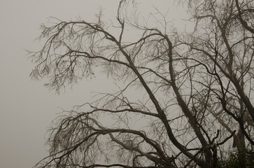 Eucalypt Eucalyptus sp on a cloudy day. San Mateo. Gran Canaria. Canary Islands. Spain.