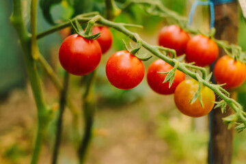 ripe organic appetizing tomatoes close-up on the bushes selective and soft focus, tomato growing