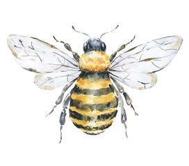Honey bee on white background. Watercolor illustration. Top view. - obrazy, fototapety, plakaty