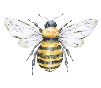 Honey bee on white background. Watercolor illustration. Top view.