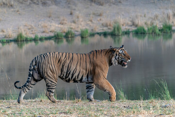  Tiger, Bengal Tiger (Panthera tigris Tigris), walking near a lake in Bandhavgarh National Park in India.                                                                    - obrazy, fototapety, plakaty
