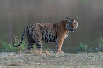 Fototapeta na wymiar Tiger, Bengal Tiger (Panthera tigris Tigris), walking near a lake in Bandhavgarh National Park in India. Reflection in the water. 