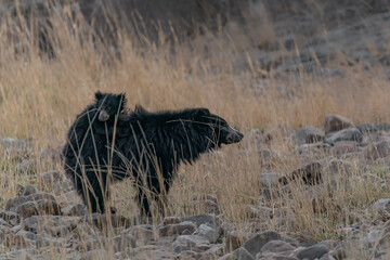 The sloth bear (Melursus ursinus) with cub, also known as the Indian bear walking  in Ranthambore National Park in India.           