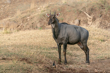 Nilgai (Boselaphus tragocamelus) in the forest of Ranthambore National Park in India.                