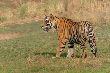 Fototapeta na wymiar subadult cub Bengal Tiger (Panthera tigris Tigris) walking in Bandhavgarh National Park in India. Reflection in the water. 