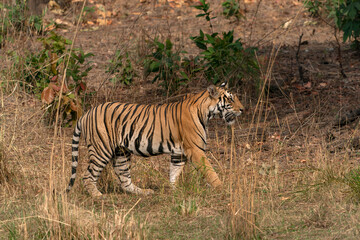 subadult cub Bengal Tiger   (Panthera tigris Tigris) walking in Bandhavgarh National Park in India. Reflection in the water.                                              