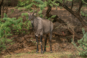 Obraz na płótnie Canvas Nilgai (Boselaphus tragocamelus) in the forest of Ranthambore National Park in India. 