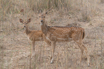 Naklejka na ściany i meble Mother and child chital also known as spotted Indian deer, chital deer, and axis deer (Axis axis) in Ranthambore national park India. 