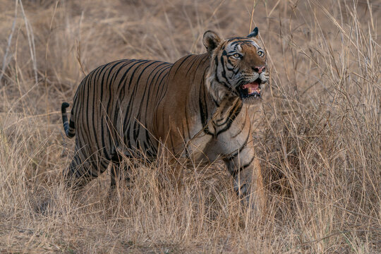  Tiger, Bengal Tiger (Panthera tigris Tigris), walking in Bandhavgarh National Park in India                                                                                                            