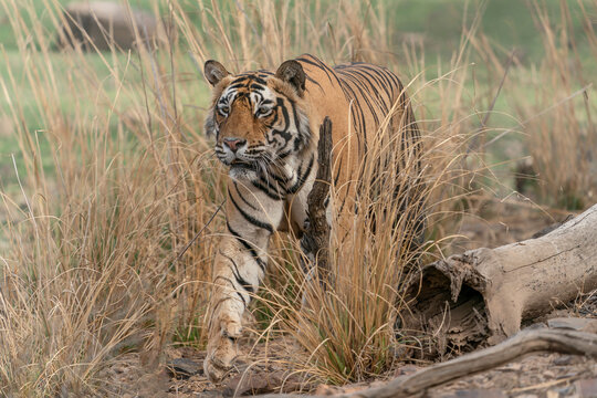  Tiger, Bengal Tiger (Panthera tigris Tigris), walking in Ranthambore National Park in India.                                         