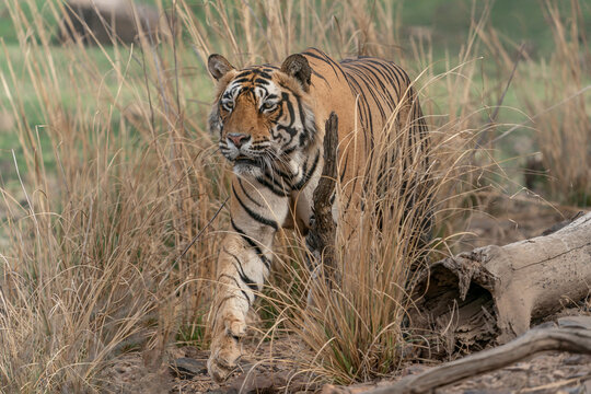  Tiger, Bengal Tiger (Panthera tigris Tigris), walking near a lake in Ranthambore National Park in India.                                                                                             