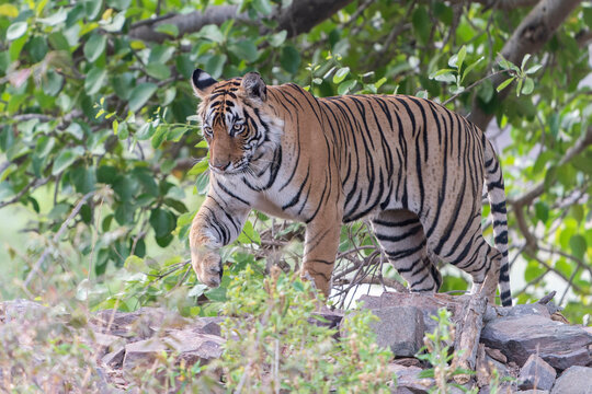 Tiger, Bengal Tiger (Panthera tigris Tigris), walking in Ranthambore National Park in India. Jungle forest with dangerous animal.                                                      