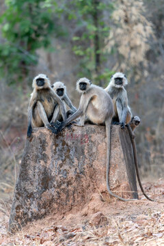 A group Gray of langurs, also called Hanuman langurs or Hanuman monkeys (Semnopithecus) sitting on a rock. Bandhavgarh national park India.  