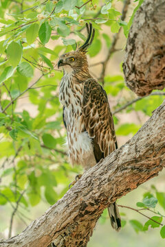 
Juvenile Changeable Hawk-eagle or Crested Hawk-eagle (Nisaetus Cirrhatus) sitting on a branch in Bandhavgarh National Park in India.                                                             