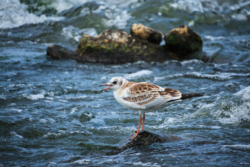 Seagull chick stands on stone middle stormy stream river water.