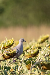 Pigeons eat sunflower seeds