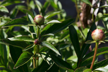 Buds of peonies that have not flourished still grow on a green background of leaves