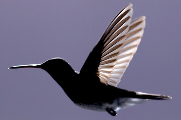 hummingbird in flight