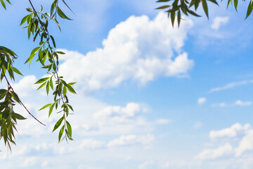 Tree branches in the foreground. Green leaves against the blue sky.