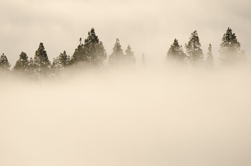 Forest of Canary Island pine Pinus canariensis in the fog at dawn. San Mateo. Gran Canaria. Canary Islands. Spain.