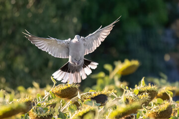 Pigeons eat sunflower seeds