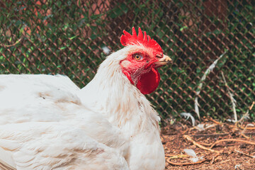 Chicken. Farming. Breeding chickens. White young chicken.