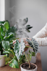 woman waters flowers and takes care of green plants at home. A European woman entrepreneur in a flower shop. selective focus, small business florist or biologist. humidifying the air and taking care