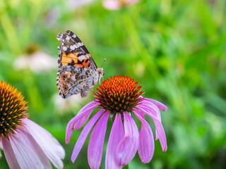butterfly 209