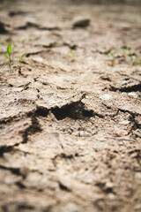 Dried desert land. Cracks in the ground. Dehydrated soil.