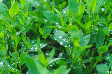 Dew on the grass. Morning foliage of green grass. Summer freshness.