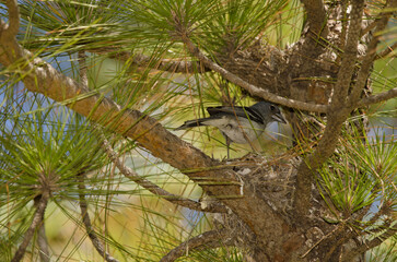 Male Gran Canaria blue chaffinch Fringilla polatzeki on the nest. The Nublo Rural Park. Tejeda. Gran Canaria. Canary Islands. Spain.