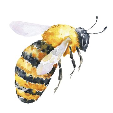 Honey bee in profile on white background. Flying honeybee. Watercolor illustration.