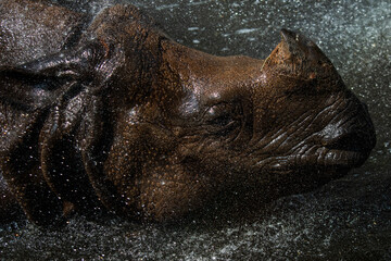 An Indian rhinoceros refreshing with water during a hot summer day