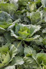 harvest fruits and vegetables in the garden or on the farm. large white cabbage with snails, pest control. grow vegetables and fruits in your garden and enjoy healthy and delicious food. eco-friendly