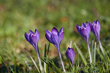 Purple Crocus Flowers and Green Grass