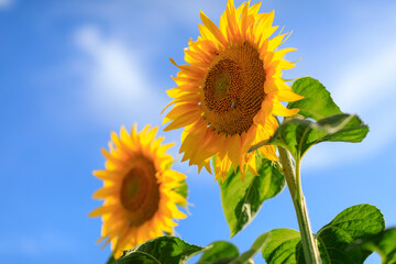 Sunflower in the abundance field with blue bright sky background